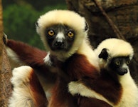 Madagascar Baobabs & Lemurs Private Safari Tour