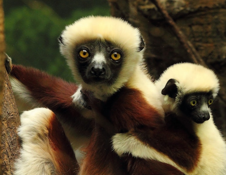 Madagascar Baobabs & Lemurs Custom Safari Tour