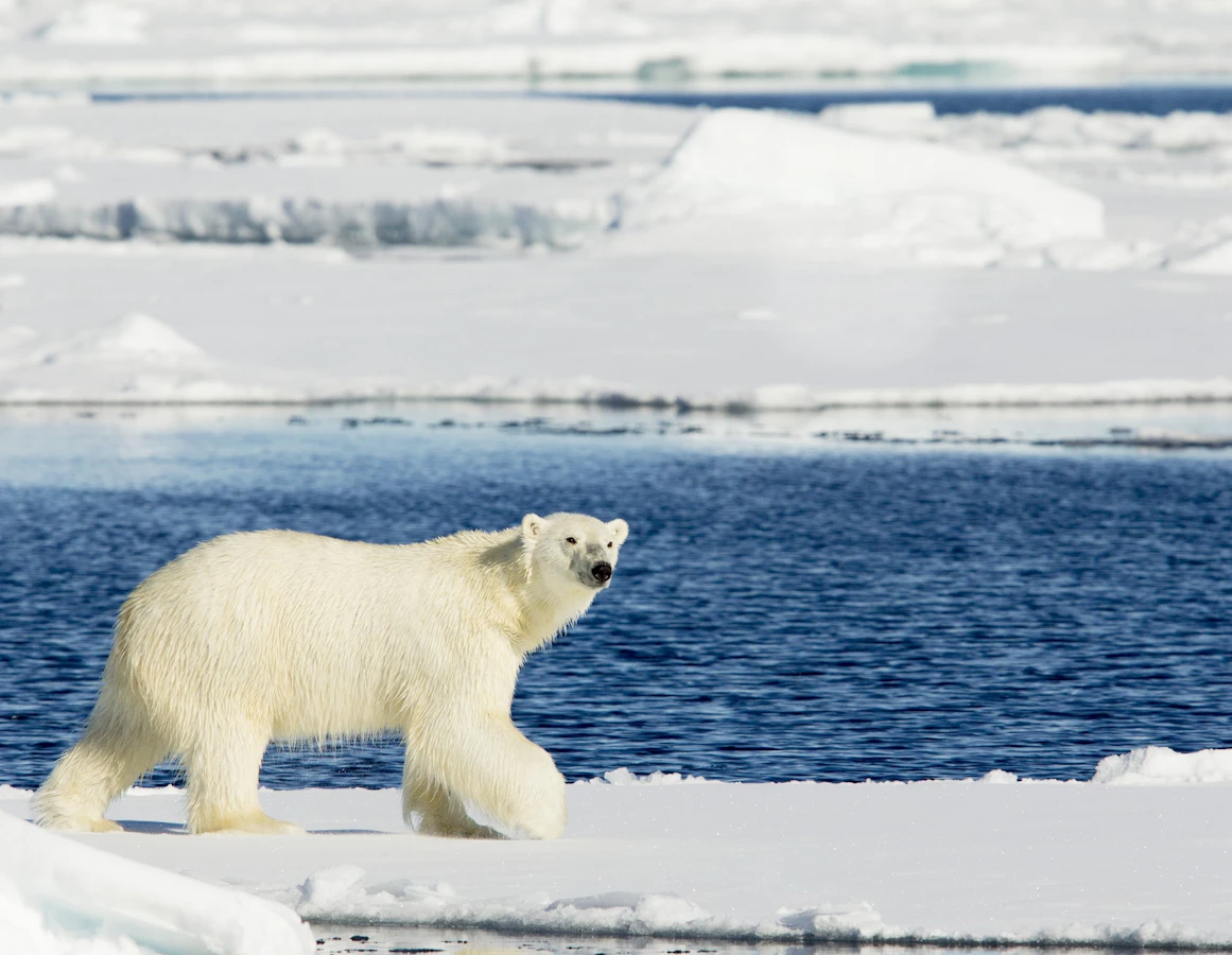 Norway North Spitsbergen Polar Bears & Pack Ice Adventure Cruising