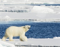 Norway Spitsbergen Polar Bears & Pack Ice Adventure Cruising Tour
