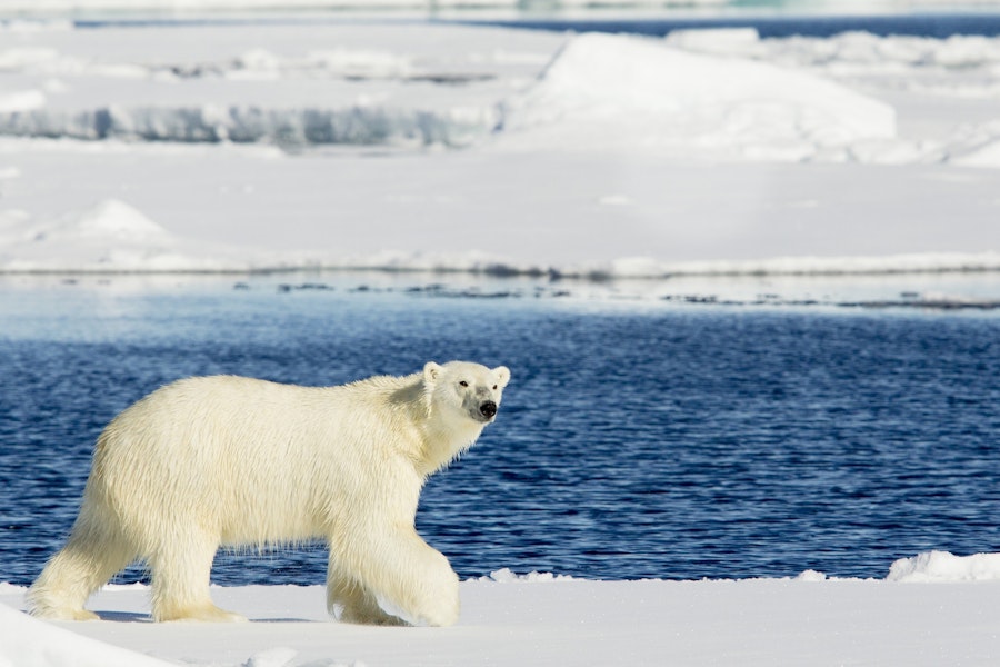 Norway Spitsbergen Polar Bears & Pack Ice Adventure Cruising Tour