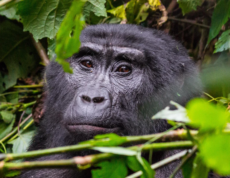 Rwanda Primate Custom Safari Tour