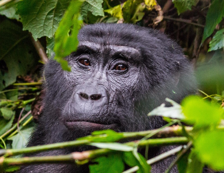 Rwanda Primate Custom Safari Tour