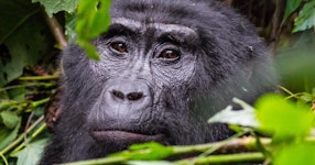 Rwanda Primate Private Adventure Tour