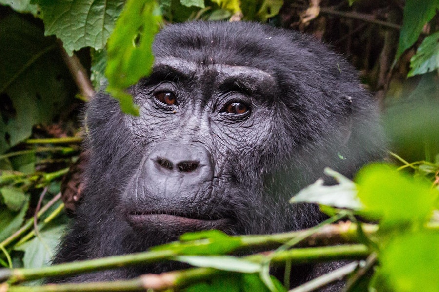 Rwanda Primate Custom Safari Tour