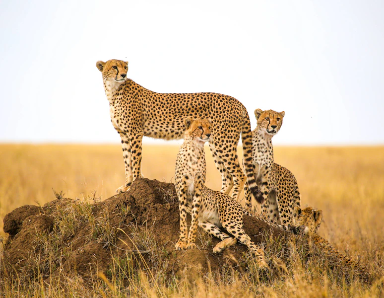 Tanzania & Kenya Classic Custom Safari Tour