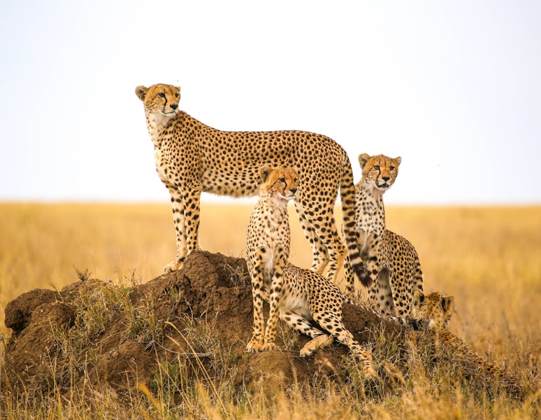 Tanzania & Kenya Classic Custom Safari Tour