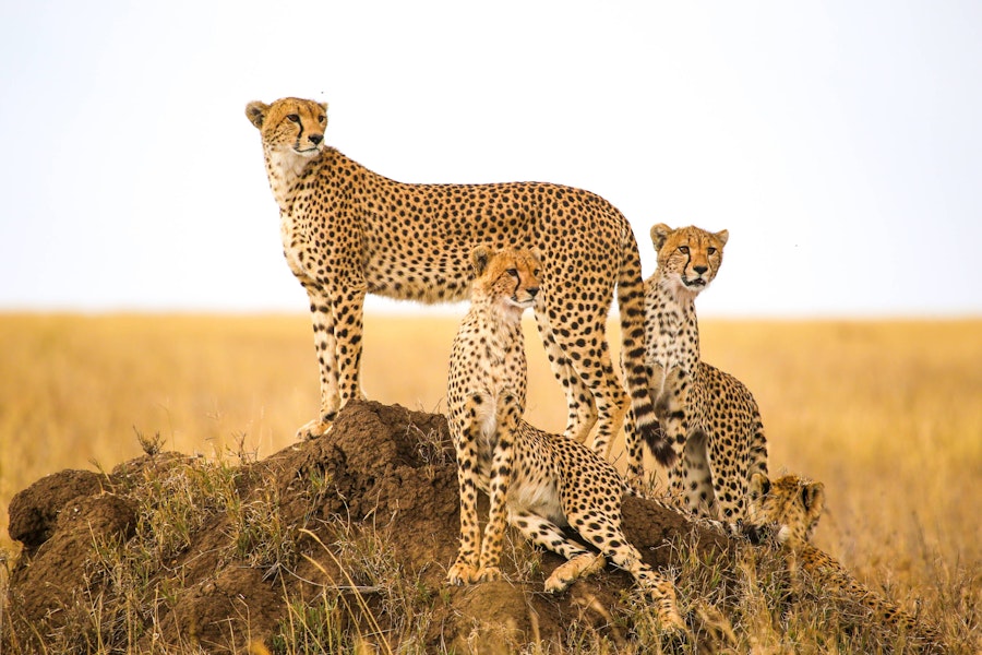Tanzania & Kenya Classic Custom Safari Tour