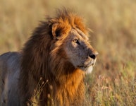 Tanzania Ultimate Serengeti Active Safari Tour