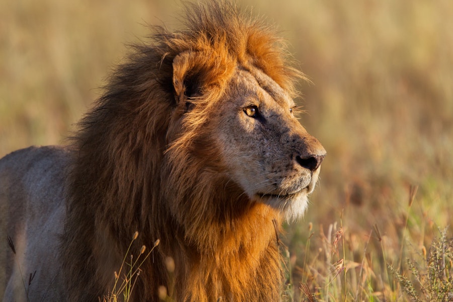 Tanzania Ultimate Serengeti Active Safari Tour