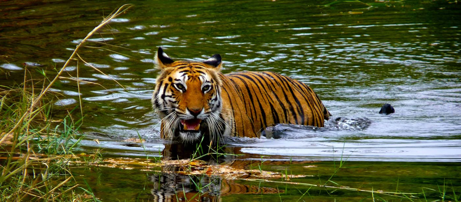 India Wildlife Wonders Adventure