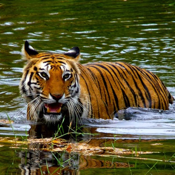 India & Nepal Save the Tiger | MT Sobek