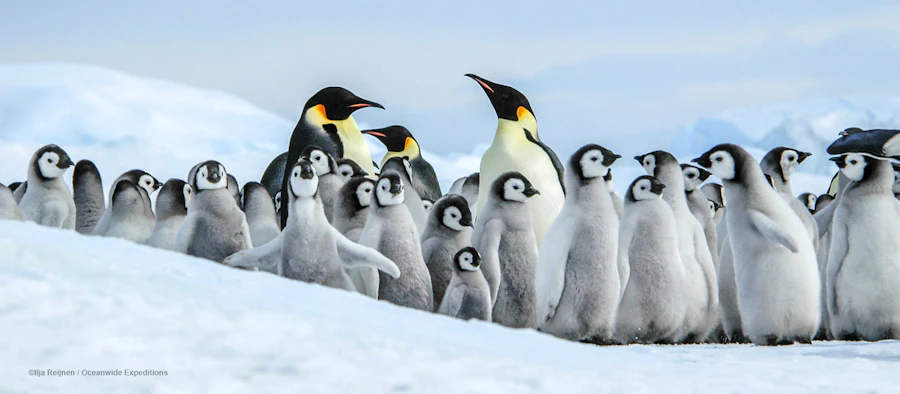 Antarctica In Search of the Emperor Penguin Adventure Cruising Tour