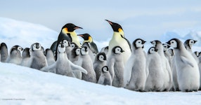 Antarctica In Search of the Emperor Penguin Adventure Cruising Tour
