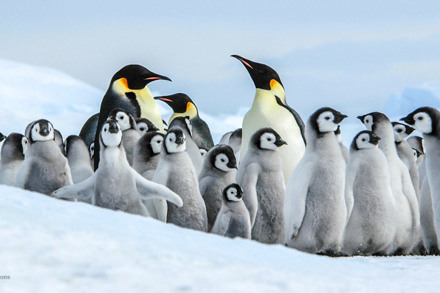 Antarctica In Search of the Emperor Penguin Adventure Cruising Tour