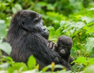 Uganda Gorilla Safari Tour