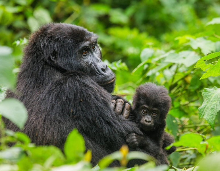 Uganda Gorilla Safari Tour