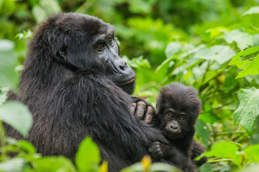 Uganda Gorilla Safari Tour